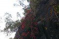 ランカウイ島の紅葉